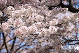 Japan_Sakura_2025 (72/79)